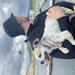 Подробнее об объявлении «Севастополь Пропала собака кобель вознаграждение гарантирую» Фото: пропала собака  «Севастополь Пропала собака кобель...» в г. Севастополь