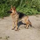 Подробнее об объявлении «Воронеж Пропала собака пожалуйста помогите» Фото: пропала собака Немецкая овчарка «Воронеж Пропала собака пожалуйста помогите» в г. Воронеж