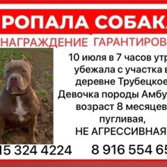 Подробнее об объявлении «Серпухов Пропала собака помогите пожалуйста найти собаку» Фото: пропала собака  «Серпухов Пропала собака помогите пожалуйста...» в г. Серпухов