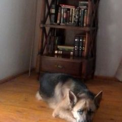 Подробнее об объявлении «Сочи Пропала собака кобель» Фото: пропала собака Немецкая овчарка «Сочи Пропала собака кобель» в г. Сочи