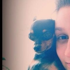 Подробнее об объявлении «Хабаровск Пропала собака девочка тойтерьер» Фото: пропала собака Той-терьер «Хабаровск Пропала собака девочка тойтерьер» в г. Хабаровск