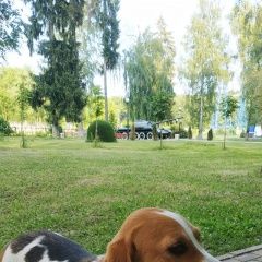 Подробнее об объявлении «Подольск Пропала собака» Фото: пропала собака Гончая «Подольск Пропала собака» в г. Подольск