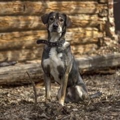 Подробнее об объявлении «Одинцово Пропала собака» Фото: пропала собака  «Одинцово Пропала собака» в г. Одинцово