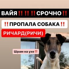 Подробнее об объявлении «Гатчина Пропала собака кобель» Фото: пропала собака Гладкошерстый фокстерьер «Гатчина Пропала собака кобель» в г. Гатчина