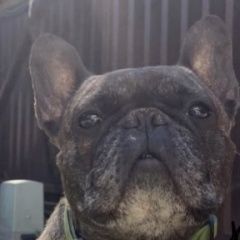 Подробнее об объявлении «Красногорск Пропала собака французский бульдог» Фото: пропала собака Французский бульдог «Красногорск Пропала собака французский бульдог» в г. Красногорск