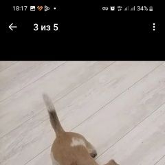 Подробнее об объявлении «Новосибирск Пропала собака» Фото: пропала собака Джек рассел терьер «Новосибирск Пропала собака» в г. Новосибирск