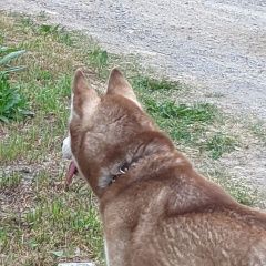 Подробнее об объявлении «Нижний Тагил Пропала собака» Фото: пропала собака  «Нижний Тагил Пропала собака» в г. Нижний Тагил