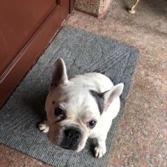 Подробнее об объявлении «Солнечногорск Пропала собака французский бульдог белая девочка» Фото: пропала собака Французский бульдог «Солнечногорск Пропала собака французский...» в г. Солнечногорск