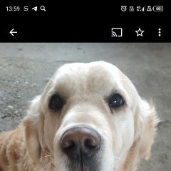 Подробнее об объявлении «Минеральные Воды Пропала собака кобель золотистый ретривер» Фото: пропала собака Голден ретривер «Минеральные Воды Пропала собака кобель...» в г. Минеральные Воды