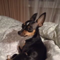 Подробнее об объявлении «Новосибирск Пропала собака той-терье по кличке молли, девочка» Фото: пропала собака Той-терьер «Новосибирск Пропала собака той-терье по кличке...» в г. Новосибирск