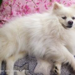 Подробнее об объявлении «Волгоград Пропала собака кобель белый шпиц» Фото: пропала собака  «Волгоград Пропала собака кобель белый шпиц» в г. Волгоград