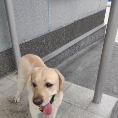 Подробнее об объявлении «Екатеринбург Пропала собака кобель лабрадор» Фото: пропала собака Лабрадор ретривер «Екатеринбург Пропала собака кобель лабрадор» в г. Екатеринбург