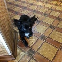 Подробнее об объявлении «Новороссийск Пропала собака кобель» Фото: пропала собака Чихуахуа «Новороссийск Пропала собака кобель» в г. Новороссийск