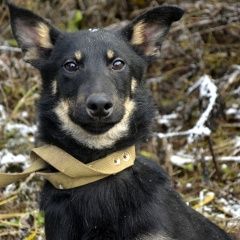 Подробнее об объявлении «Пермь Пропала собака за возвращение собаки 10 000р.» Фото: пропала собака  «Пермь Пропала собака за возвращение собаки 10...» в г. Пермь