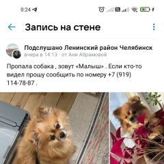 Подробнее об объявлении «Челябинск Пропала собака кобель ищу питомца» Фото: пропала собака Немецкий шпиц «Челябинск Пропала собака кобель ищу питомца» в г. Челябинск