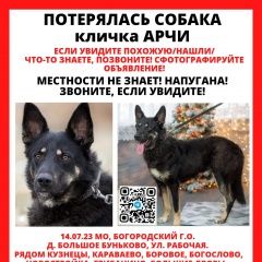 Подробнее об объявлении «Ногинск Пропала собака кобель помогите найти» Фото: пропала собака  «Ногинск Пропала собака кобель помогите найти» в г. Ногинск