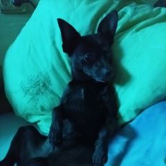 Подробнее об объявлении «Хабаровск Пропала собака мальчик мини той терьер 5 лет окрас черн» Фото: пропала собака  «Хабаровск Пропала собака мальчик мини той...» в г. Хабаровск