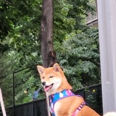 Подробнее об объявлении «Пропала собака в порода сиба ину по кличке maru Тбилиси» Фото: пропала собака Акита-ину «Пропала собака в порода сиба ину по кличке maru...» в г. Тбилиси