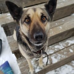 Подробнее об объявлении «Улан-Удэ Пропала собака» Фото: пропала собака  «Улан-Удэ Пропала собака» в г. Улан-Удэ