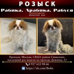 Подробнее об объявлении «Москва Пропала собака» Фото: пропала собака Японский хин «Москва Пропала собака» в г. Москва