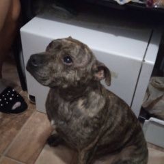 Подробнее об объявлении «Подольск Пропала собака» Фото: пропала собака Стаффордширский бультерьер «Подольск Пропала собака» в г. Подольск