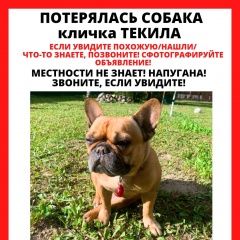 Подробнее об объявлении «Зеленоград Пропала собака» Фото: пропала собака  «Зеленоград Пропала собака» в г. Зеленоград