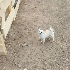 Подробнее об объявлении «Звенигород Пропала собака чихуахуа белого цвета» Фото: пропала собака Чихуахуа «Звенигород Пропала собака чихуахуа белого цвета» в г. Звенигород