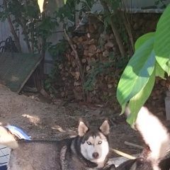 Подробнее об объявлении «Ростов-на-Дону Пропала собака кобель и 2 собаки хаски» Фото: пропала собака  «Ростов-на-Дону Пропала собака кобель и 2 собаки...» в г. Ростов-на-Дону