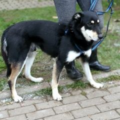 Подробнее об объявлении «Обнинск Пропала собака кобель» Фото: пропала собака  «Обнинск Пропала собака кобель» в г. Обнинск