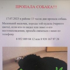 Подробнее об объявлении «Тверь Пропала собака кобель» Фото: пропала собака Пудель «Тверь Пропала собака кобель» в г. Тверь