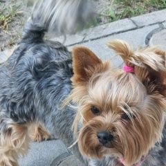 Подробнее об объявлении «Брест Брестская обл. Пропала собака помогите пожалуйста найти» Фото: пропала собака Йоркширский терьер «Брест Брестская обл. Пропала собака помогите...» в г. Брест Брестская обл.