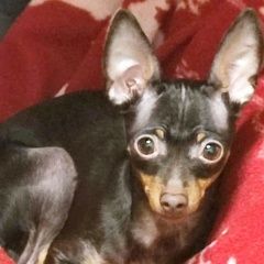 Подробнее об объявлении «Санкт-Петербург Пропала собака» Фото: пропала собака Той-терьер «Санкт-Петербург Пропала собака» в г. Санкт-Петербург