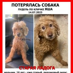 Подробнее об объявлении «Пропала собака кобель пудель Волхов» Фото: пропала собака Пудель «Пропала собака кобель пудель Волхов» в г. Волхов