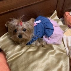 Подробнее об объявлении «Таганрог Пропала собака йоркшерский терьер» Фото: пропала собака Йоркширский терьер «Таганрог Пропала собака йоркшерский терьер» в г. Таганрог