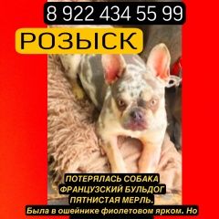 Подробнее об объявлении «Пропала собака французский бульдог мерль Истра» Фото: пропала собака Французский бульдог «Пропала собака французский бульдог мерль Истра» в г. Истра