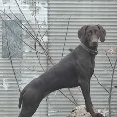 Подробнее об объявлении «Донецк (ДНР) Пропала собака» Фото: пропала собака Курцхаар «Донецк (ДНР) Пропала собака» в г. Донецк (ДНР)