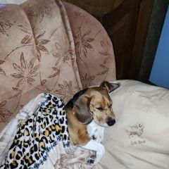 Подробнее об объявлении «Кострома Пропала собака подробности» Фото: пропала собака  «Кострома Пропала собака подробности» в г. Кострома