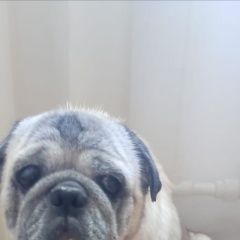 Подробнее об объявлении «Пропала собака кобель Черниговка» Фото: пропала собака Мопс «Пропала собака кобель Черниговка» в г. Черниговка