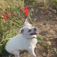 Подробнее об объявлении «Симферополь Пропала собака кобель помогите найти за вознаграждение» Фото: пропала собака  «Симферополь Пропала собака кобель помогите...» в г. Симферополь