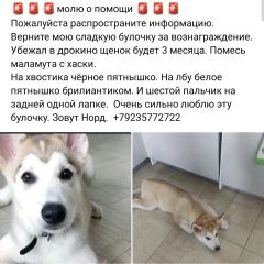 Подробнее об объявлении «Красноярск Пропала собака кобель зовут норд» Фото: пропала собака Аляскинский маламут «Красноярск Пропала собака кобель зовут норд» в г. Красноярск