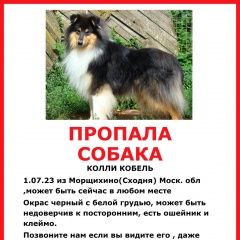 Подробнее об объявлении «Химки Пропала собака кобель колли чёрная с белым неполным воротником» Фото: пропала собака  «Химки Пропала собака кобель колли чёрная с...» в г. Химки
