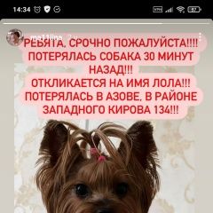 Подробнее об объявлении «Азов Пропала собака. г» Фото: пропала собака Йоркширский терьер «Азов Пропала собака. г» в г. Азов