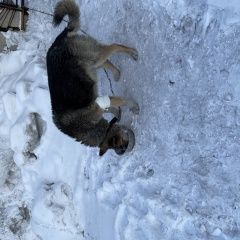 Подробнее об объявлении «Иркутск Пропала собака кобель» Фото: пропала собака  «Иркутск Пропала собака кобель» в г. Иркутск