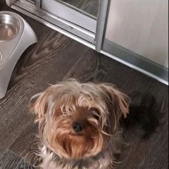 Подробнее об объявлении «Иркутск Пропала собака кобель йоркширский терьер» Фото: пропала собака Йоркширский терьер «Иркутск Пропала собака кобель йоркширский терьер» в г. Иркутск