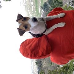 Подробнее об объявлении «Краснодар Пропала собака пес породы джек рассел» Фото: пропала собака Джек рассел терьер «Краснодар Пропала собака пес породы джек рассел» в г. Краснодар