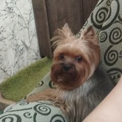 Подробнее об объявлении «Воронеж Пропала собака кобель йоркширский терьер мальчик вес 2, 5кг» Фото: пропала собака Йоркширский терьер «Воронеж Пропала собака кобель йоркширский...» в г. Воронеж