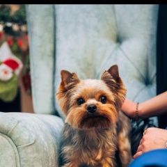 Подробнее об объявлении «Сургут Пропала собака кобель йорк» Фото: пропала собака Йоркширский терьер «Сургут Пропала собака кобель йорк» в г. Сургут