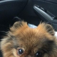 Подробнее об объявлении «Звенигород Пропала собака» Фото: пропала собака Померанский шпиц «Звенигород Пропала собака» в г. Звенигород