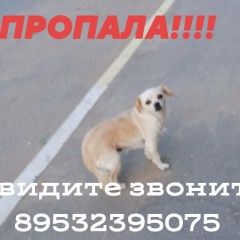 Подробнее об объявлении «Идрица Пропала собака маленькая. старенькая.» Фото: пропала собака  «Идрица Пропала собака маленькая. старенькая.» в г. Идрица