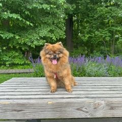 Подробнее об объявлении «Звенигород Пропала собака, село каринское звенигоро» Фото: пропала собака  «Звенигород Пропала собака, село каринское...» в г. Звенигород